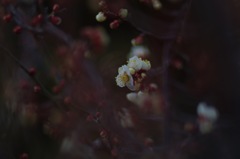 白梅_2
