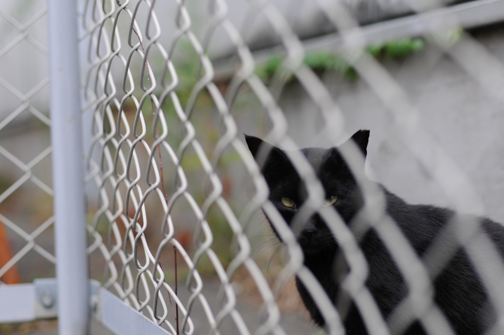 cat_568　眼差し