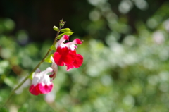 ホットリップス