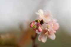 十月桜_6