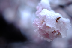 桜咲く_3