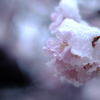 桜咲く_3