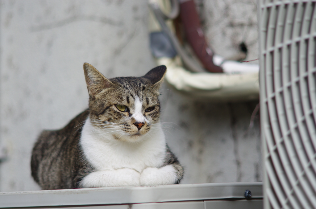 cat_418　この手がたまらなく可愛い♪