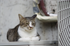 cat_418　この手がたまらなく可愛い♪