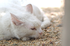 cat_46