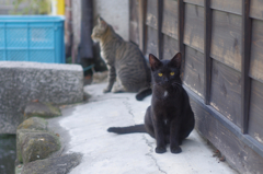 cat_385　チビクロちゃん
