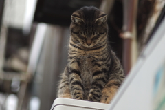 cat_171  今年もよろしくニャムニャム…