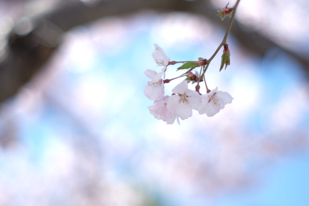 桜咲く_2