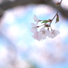 桜咲く_2