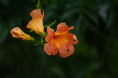 晩夏