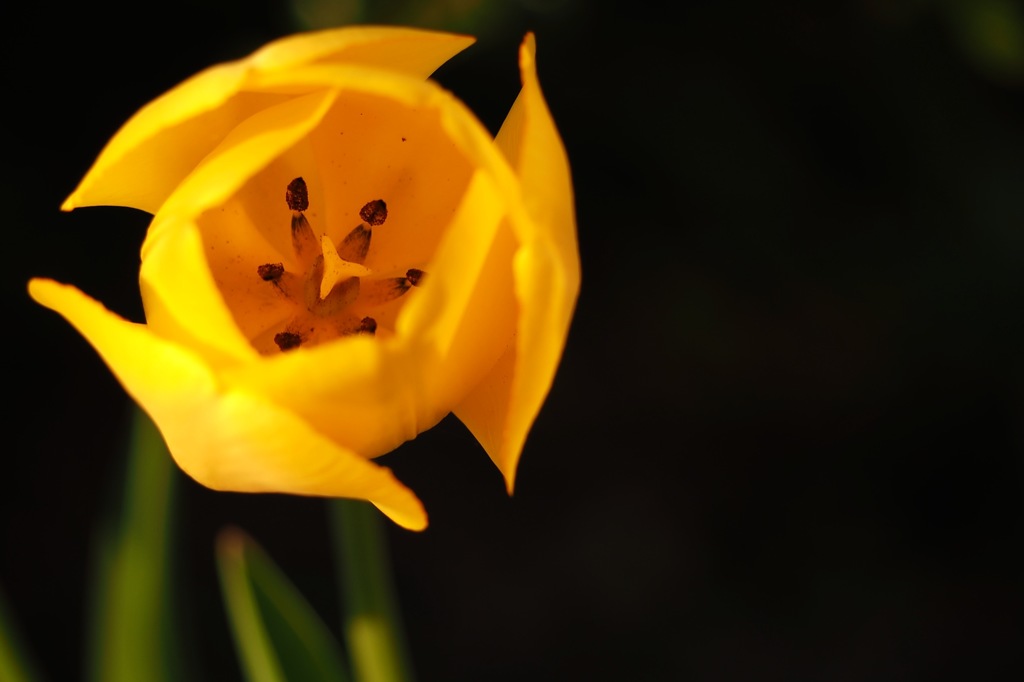 チューリップ_5