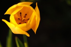 チューリップ_5