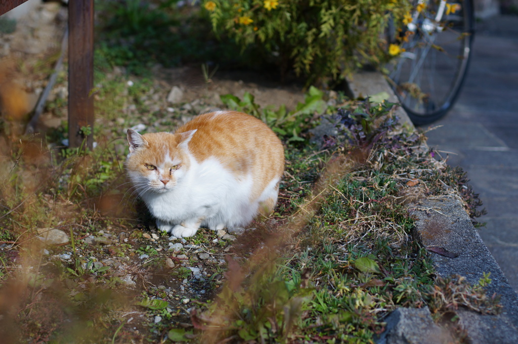 cat_460　なんとなくヨーロピアン