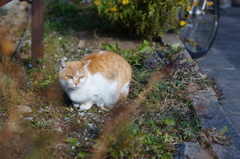 cat_460　なんとなくヨーロピアン
