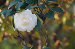 山茶花