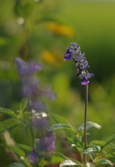 P_Blue salvia_4