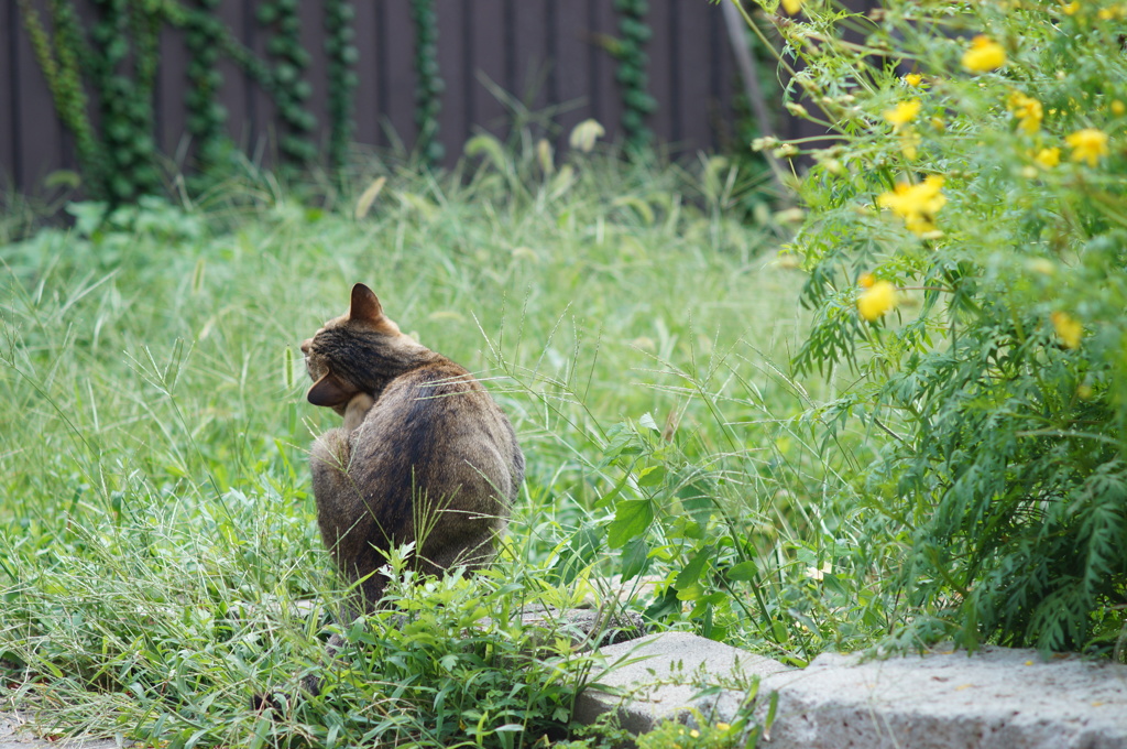 cat_79