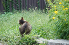 cat_79