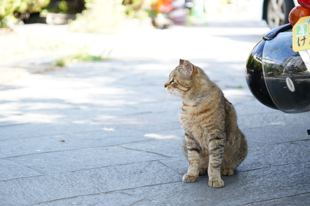 cat_551　メットを置いて