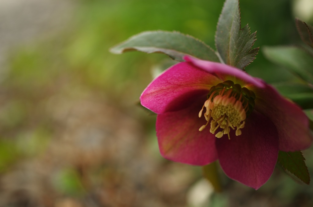 クリスマスローズ_1