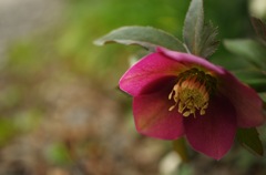 クリスマスローズ_1