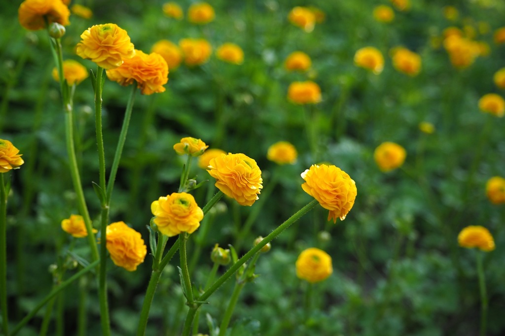 ラナンキュラス・ゴールドコイン_14-42