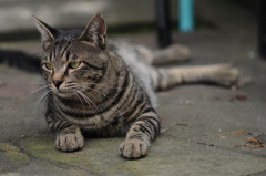 cat_360　やっぱ右