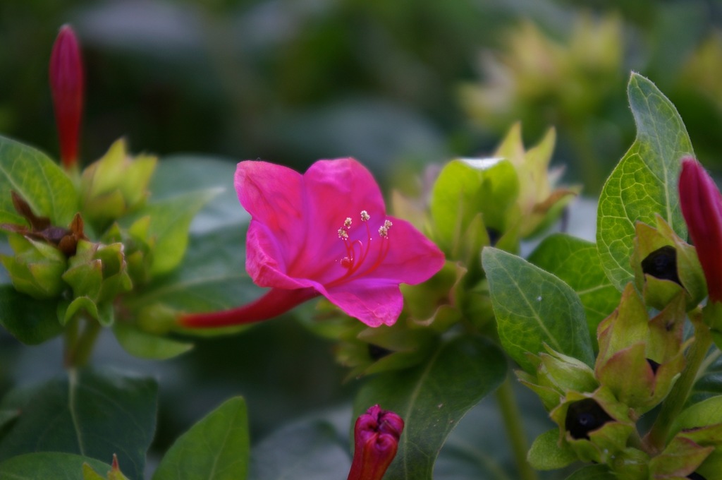 1_オシロイバナ_P100