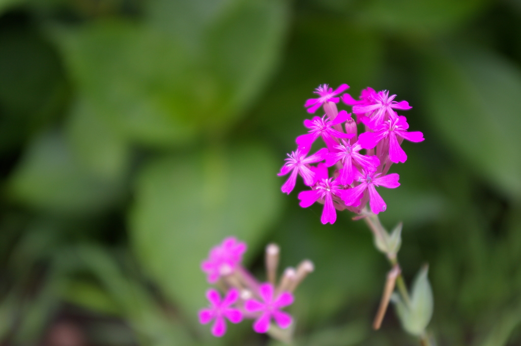 2_ムシトリナデシコ