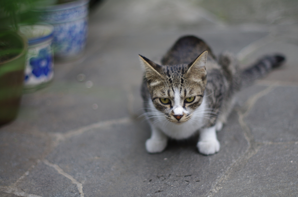 cat_383　目ヂカラ