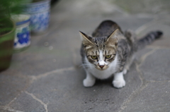 cat_383　目ヂカラ