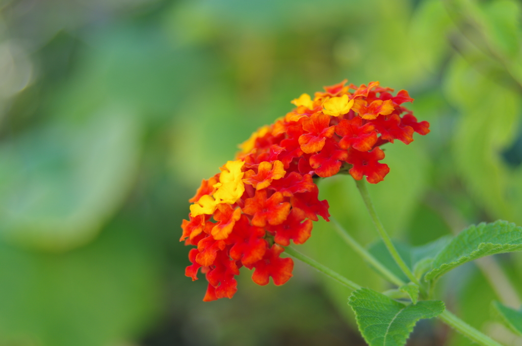 M ZOOM試し撮り_ランタナ