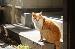 cat_207　また会えたね