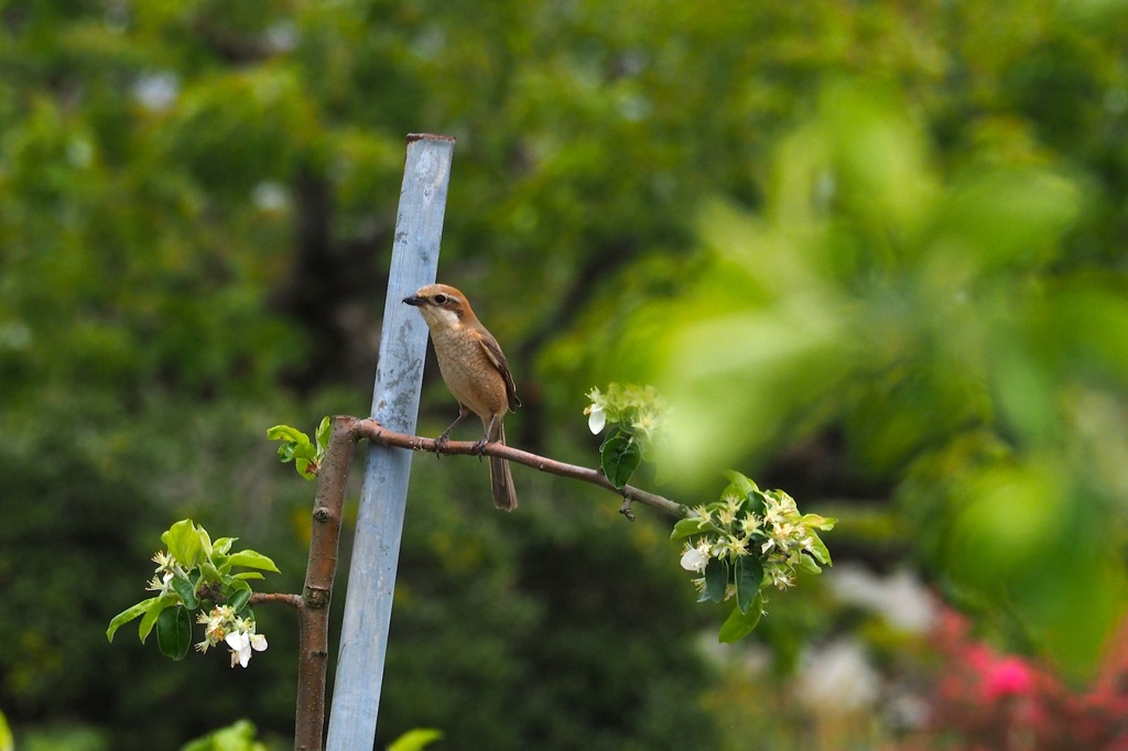 モズの雌かな_1