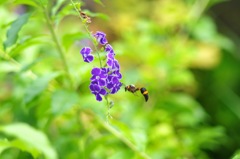 オールドレンズ試し撮り デュランタに…
