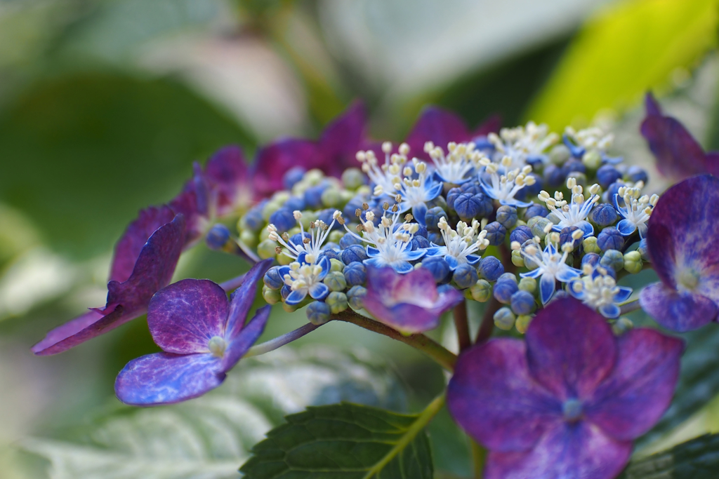 紫陽花_37　サンセット