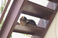 cat_107  この辺でまったりしてみる