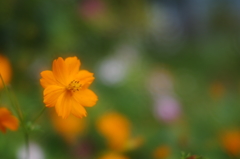 野性的な美しさ