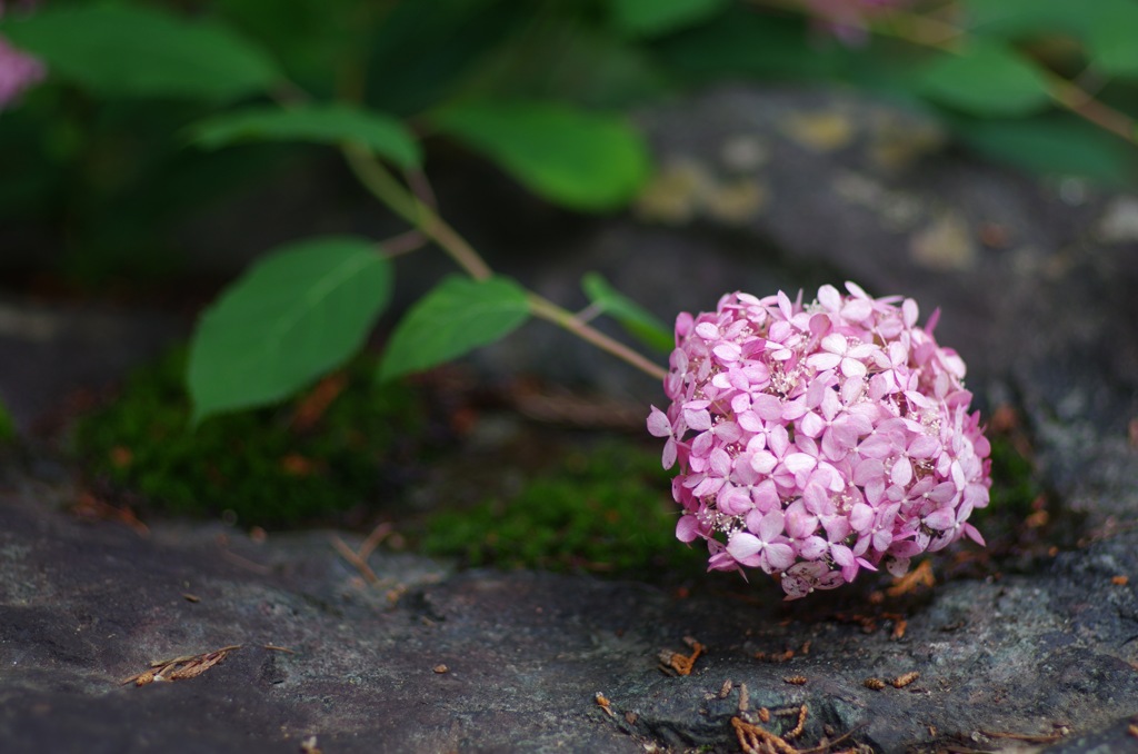 紫陽花_ピンク系1