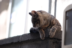 cat_278　高みの見物