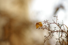 冬の紫陽花_8