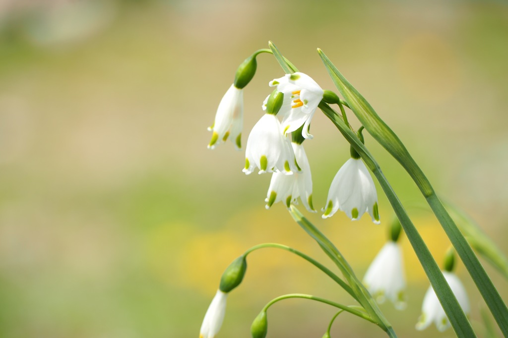 スノーフレーク