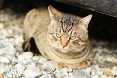 cat_458　ボスちゃんと呼んでます