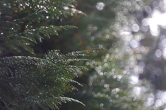 雪の光　DOMIPLAN_3枚目