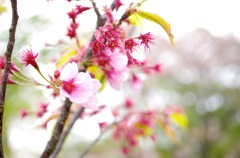 桜