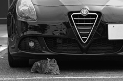 僕の愛車