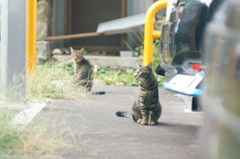 cat_400　キジトラの居る駐車場