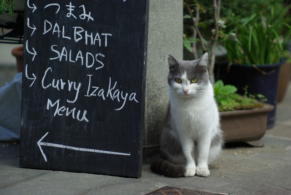 cat_414　おすまし