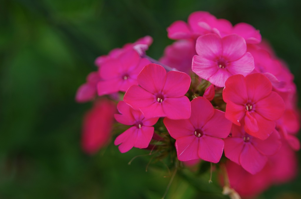 ピンクの花