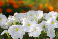 花_白2